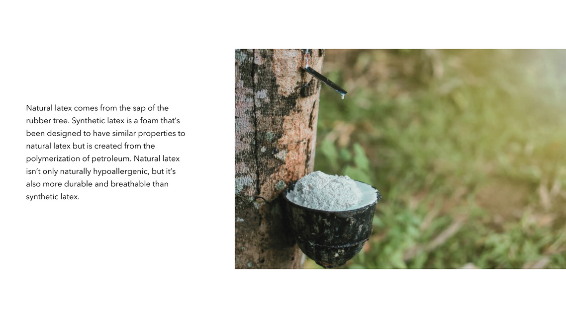 Close-up of sustainable latex production, showcased by Ashley Yeates, interior designer and sustainability leader, highlighting eco-friendly practices in material sourcing for modern design